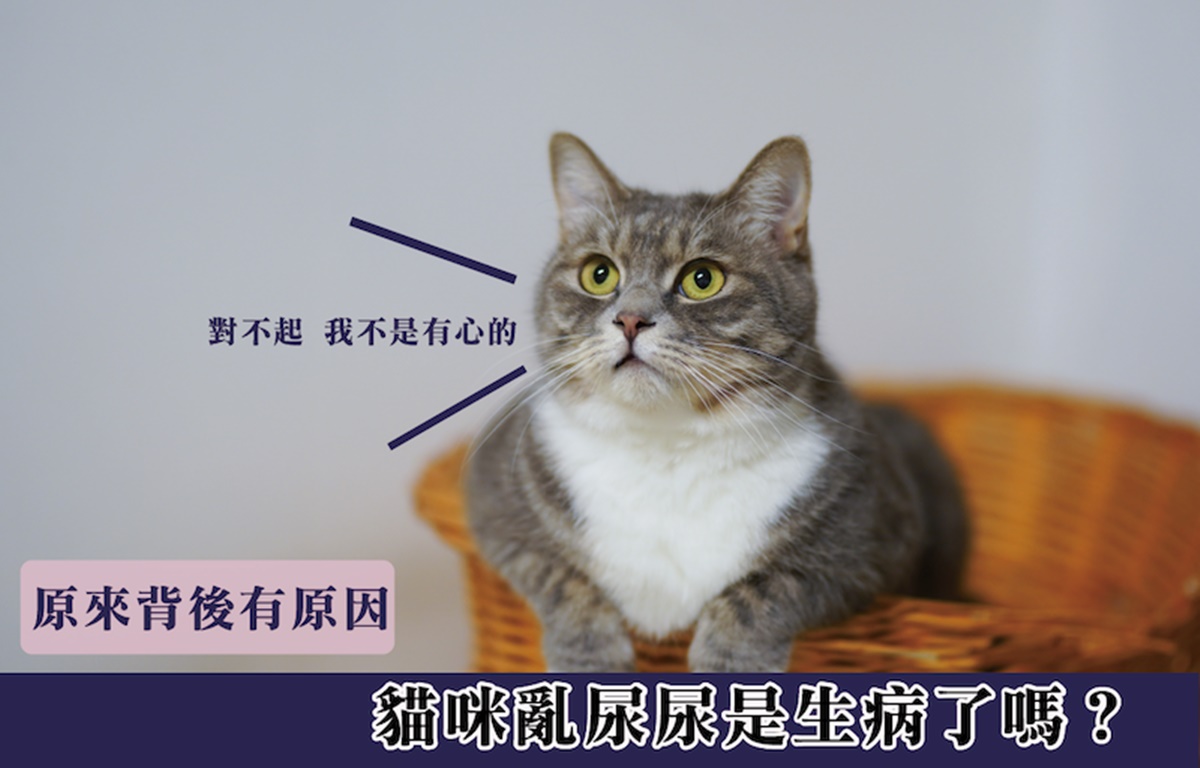 貓咪亂尿尿是生病了嗎？原來背後有原因